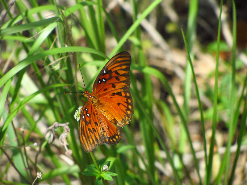 Anne-Kolb-Nature-Center-West-Lake-Park-Hollywood-FL-064