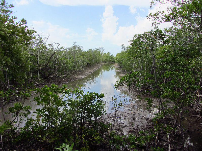 Anne-Kolb-Nature-Center-West-Lake-Park-Hollywood-FL-072