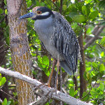 Anne Kolb Nature Center - Hollywood, FL