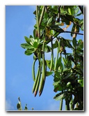 Anne-Kolb-Nature-Center-West-Lake-Park-Hollywood-FL-014