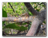 Anne-Kolb-Nature-Center-West-Lake-Park-Hollywood-FL-015