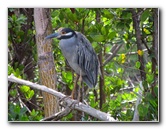 Anne-Kolb-Nature-Center-West-Lake-Park-Hollywood-FL-016