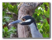 Anne-Kolb-Nature-Center-West-Lake-Park-Hollywood-FL-017