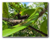 Anne-Kolb-Nature-Center-West-Lake-Park-Hollywood-FL-021