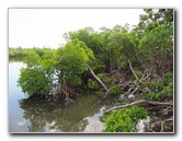 Anne-Kolb-Nature-Center-West-Lake-Park-Hollywood-FL-024