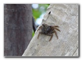 Anne-Kolb-Nature-Center-West-Lake-Park-Hollywood-FL-028