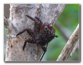 Anne-Kolb-Nature-Center-West-Lake-Park-Hollywood-FL-029