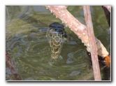 Anne-Kolb-Nature-Center-West-Lake-Park-Hollywood-FL-033