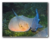 Anne-Kolb-Nature-Center-West-Lake-Park-Hollywood-FL-039