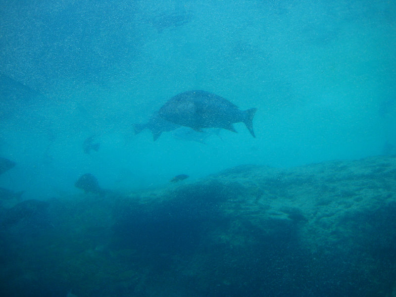 Atlantis-Resort-Paradise-Island-Bahamas-060