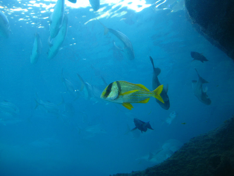 Atlantis-Resort-Paradise-Island-Bahamas-071