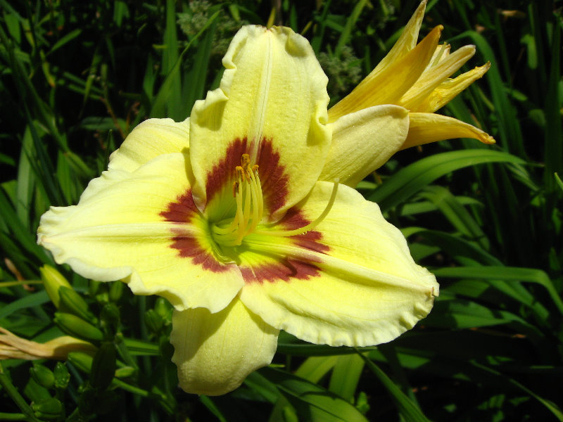 Auckland-Botanic-Gardens-Manukau-North-Island-New-Zealand-008