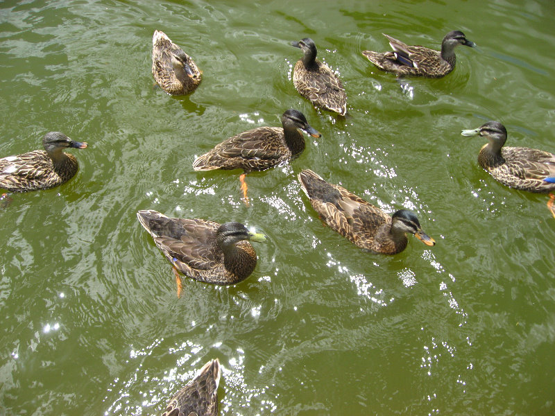 Auckland-Botanic-Gardens-Manukau-North-Island-New-Zealand-016