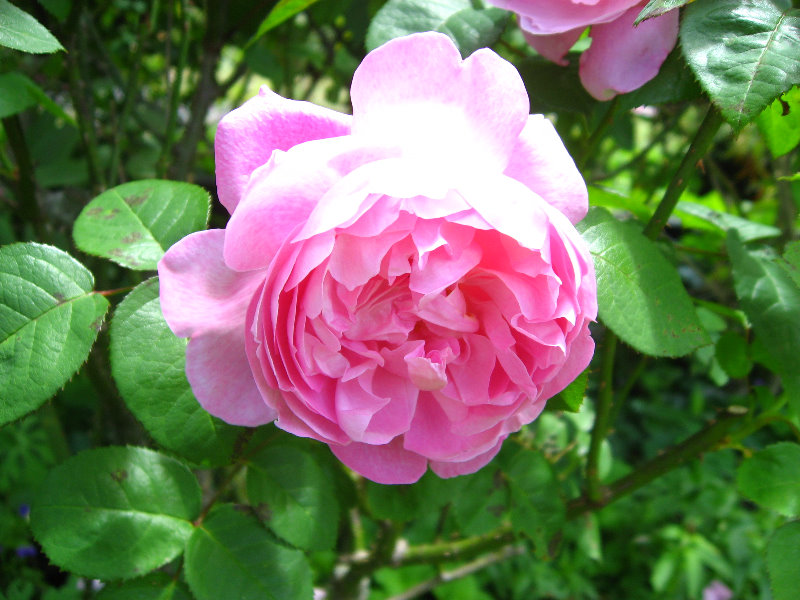 Auckland-Botanic-Gardens-Manukau-North-Island-New-Zealand-028