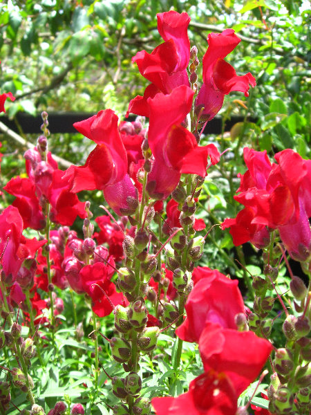 Auckland-Botanic-Gardens-Manukau-North-Island-New-Zealand-029