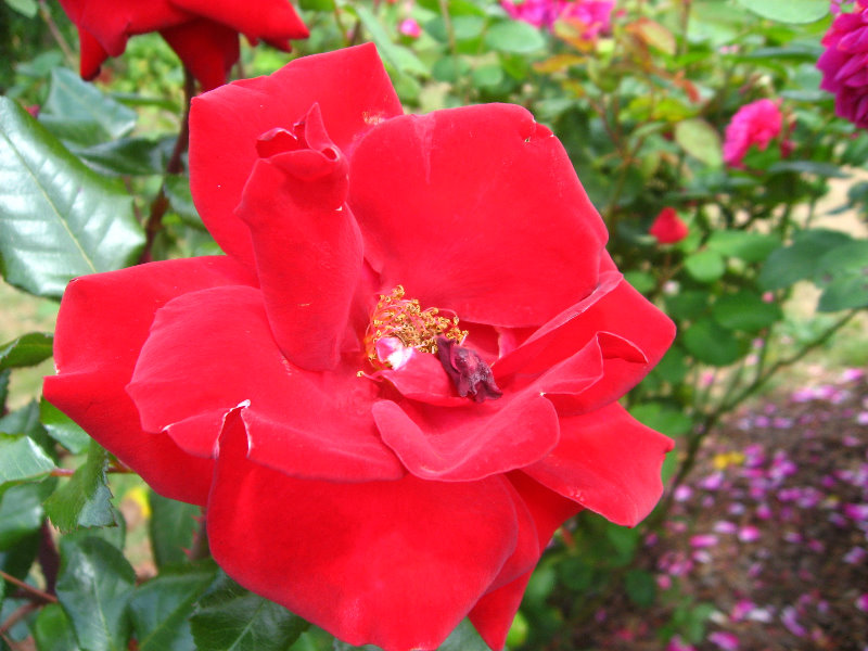 Auckland-Botanic-Gardens-Manukau-North-Island-New-Zealand-031