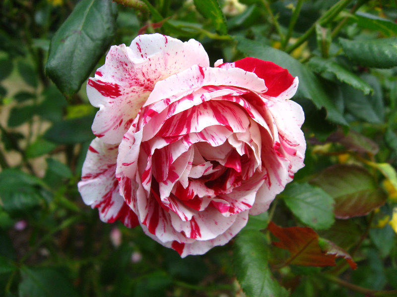 Auckland-Botanic-Gardens-Manukau-North-Island-New-Zealand-032