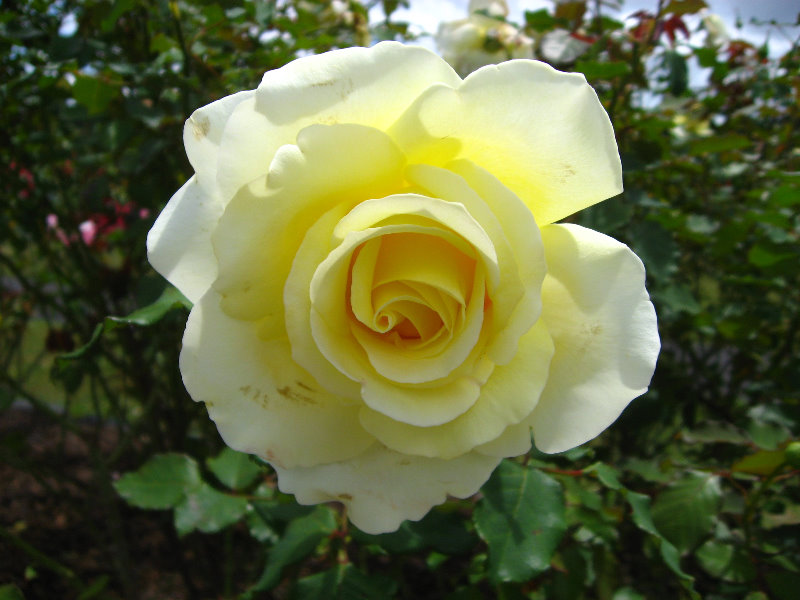 Auckland-Botanic-Gardens-Manukau-North-Island-New-Zealand-036