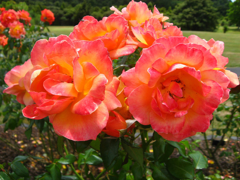 Auckland-Botanic-Gardens-Manukau-North-Island-New-Zealand-038