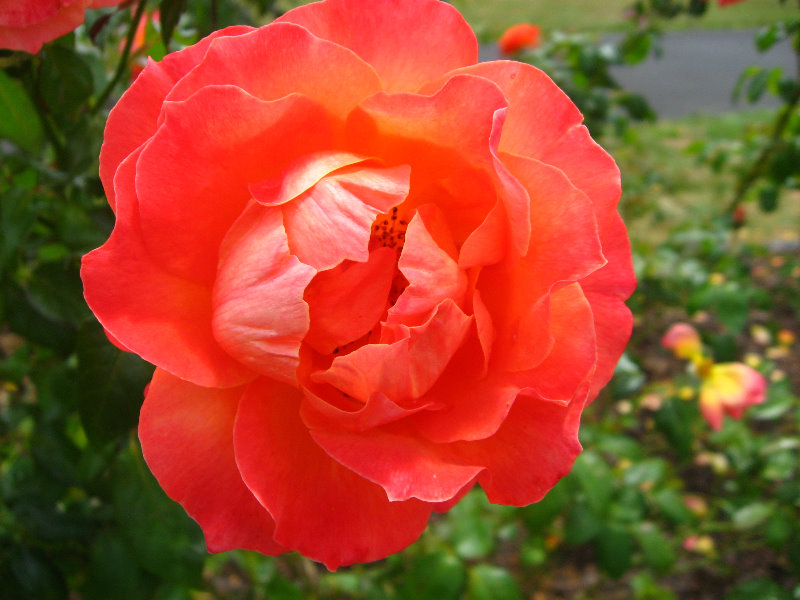 Auckland-Botanic-Gardens-Manukau-North-Island-New-Zealand-039