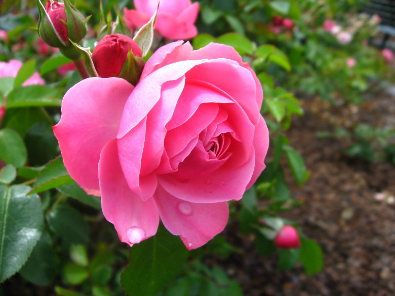 Auckland-Botanic-Gardens-Manukau-North-Island-New-Zealand-040