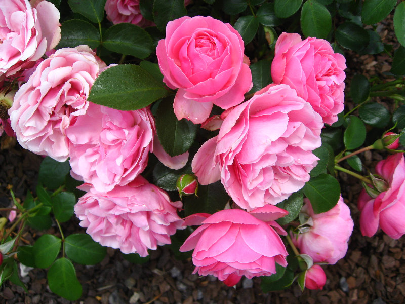 Auckland-Botanic-Gardens-Manukau-North-Island-New-Zealand-041