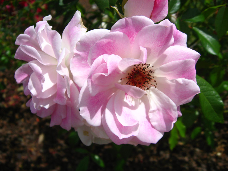 Auckland-Botanic-Gardens-Manukau-North-Island-New-Zealand-042