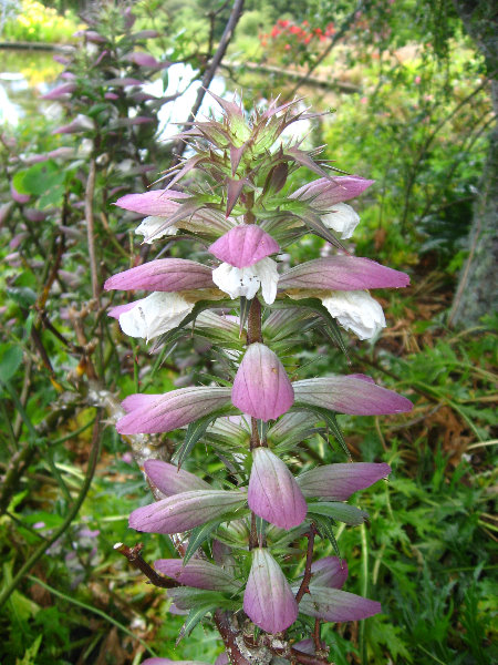 Auckland-Botanic-Gardens-Manukau-North-Island-New-Zealand-048