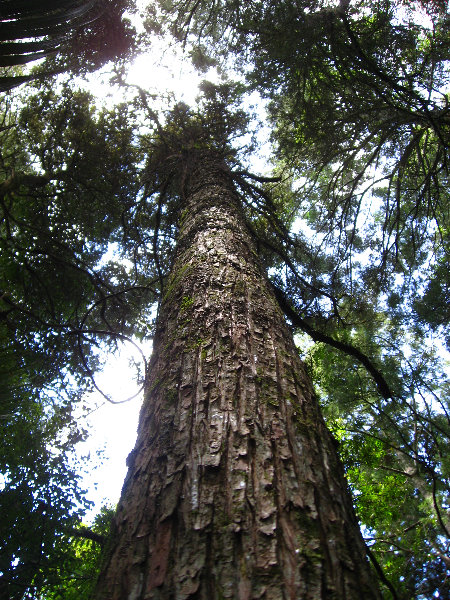 Auckland-Botanic-Gardens-Manukau-North-Island-New-Zealand-055