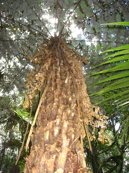 Auckland-Botanic-Gardens-Manukau-North-Island-New-Zealand-056