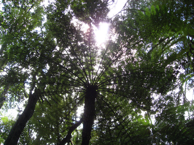 Auckland-Botanic-Gardens-Manukau-North-Island-New-Zealand-057