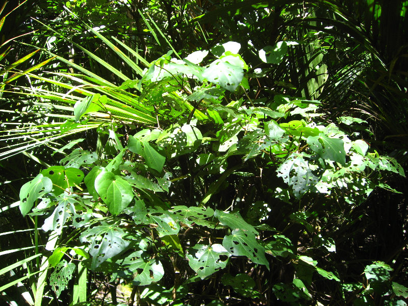 Auckland-Botanic-Gardens-Manukau-North-Island-New-Zealand-060