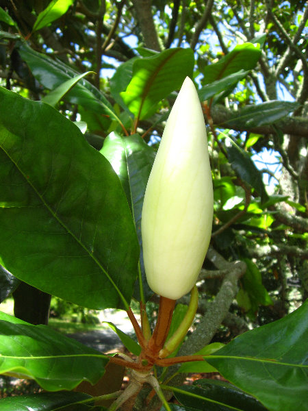 Auckland-Botanic-Gardens-Manukau-North-Island-New-Zealand-066