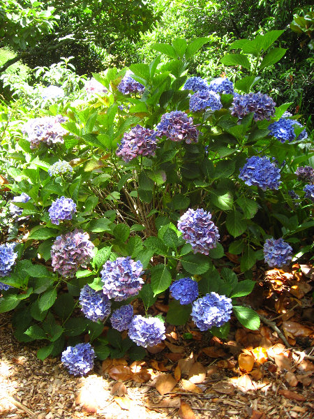 Auckland-Botanic-Gardens-Manukau-North-Island-New-Zealand-067