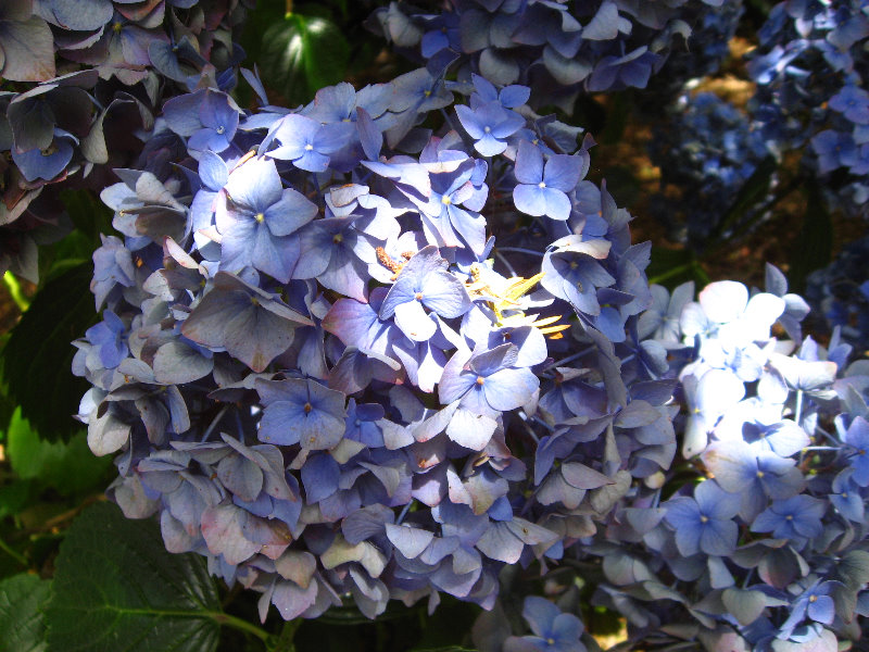 Auckland-Botanic-Gardens-Manukau-North-Island-New-Zealand-072