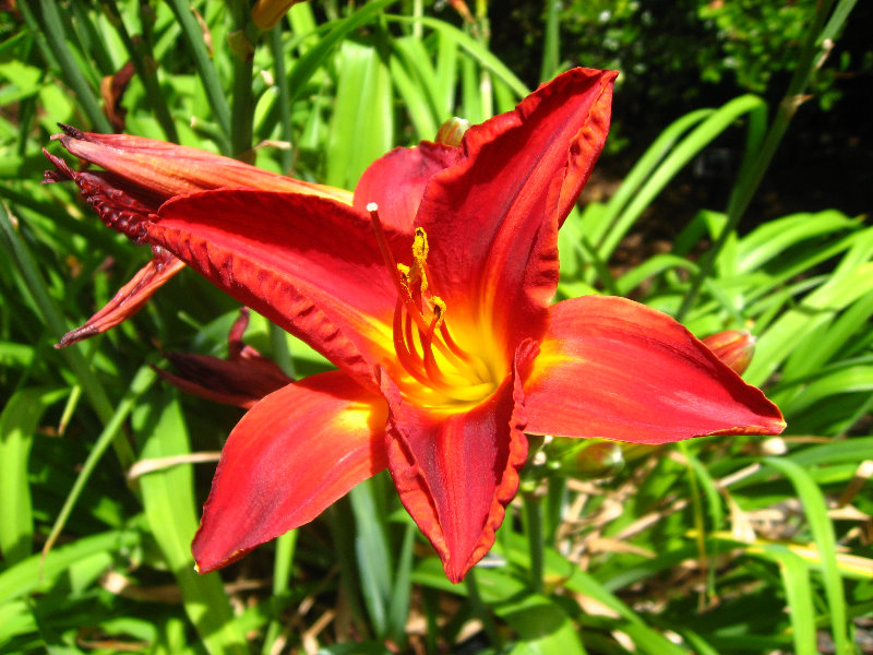 Auckland-Botanic-Gardens-Manukau-North-Island-New-Zealand-073