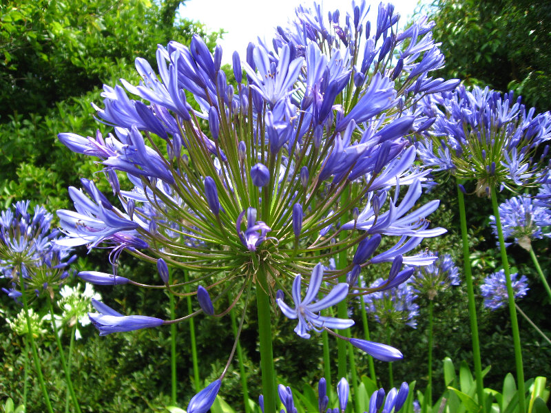 Auckland-Botanic-Gardens-Manukau-North-Island-New-Zealand-076