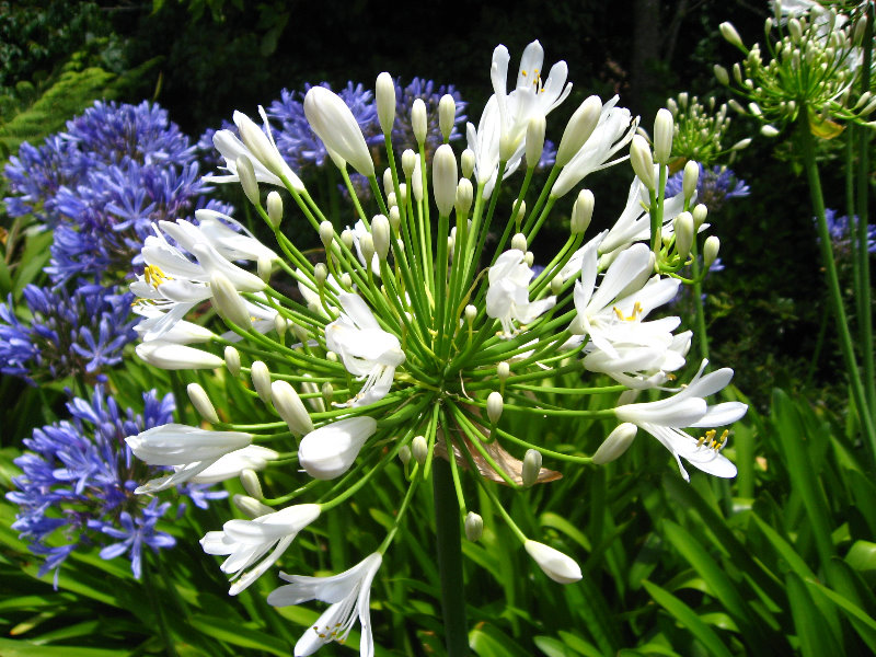 Auckland-Botanic-Gardens-Manukau-North-Island-New-Zealand-077