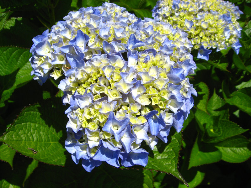 Auckland-Botanic-Gardens-Manukau-North-Island-New-Zealand-078