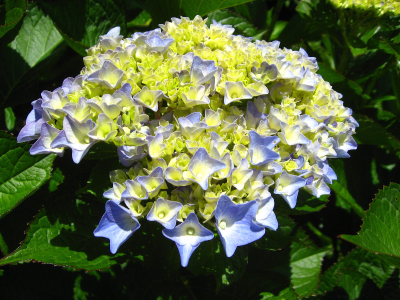 Auckland-Botanic-Gardens-Manukau-North-Island-New-Zealand-079