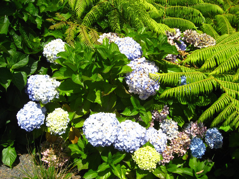 Auckland-Botanic-Gardens-Manukau-North-Island-New-Zealand-080