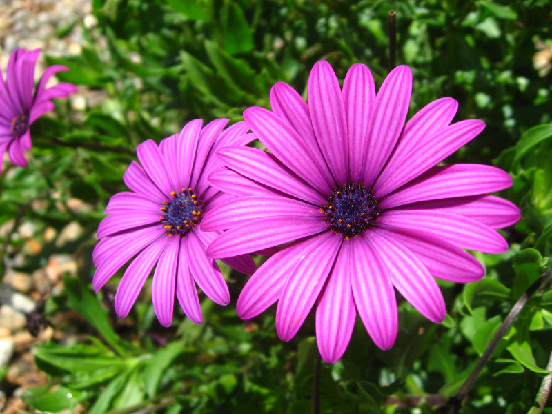 Auckland-Botanic-Gardens-Manukau-North-Island-New-Zealand-085