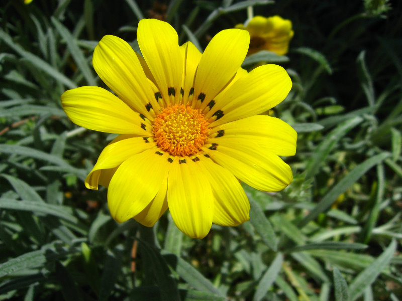 Auckland-Botanic-Gardens-Manukau-North-Island-New-Zealand-087