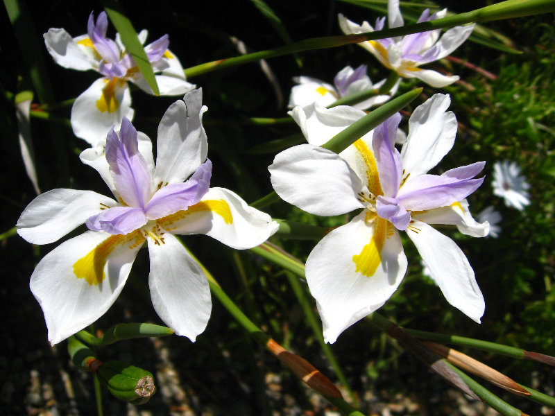 Auckland-Botanic-Gardens-Manukau-North-Island-New-Zealand-089