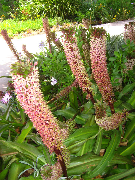 Auckland-Botanic-Gardens-Manukau-North-Island-New-Zealand-092