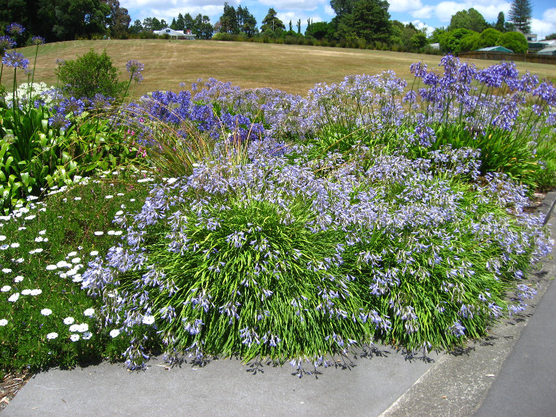 Auckland-Botanic-Gardens-Manukau-North-Island-New-Zealand-103