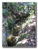 Auckland-Botanic-Gardens-Manukau-North-Island-New-Zealand-061