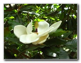 Auckland-Botanic-Gardens-Manukau-North-Island-New-Zealand-064