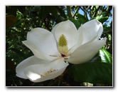 Auckland-Botanic-Gardens-Manukau-North-Island-New-Zealand-065