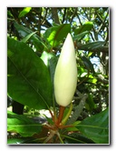 Auckland-Botanic-Gardens-Manukau-North-Island-New-Zealand-066